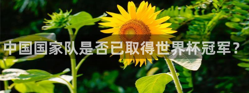 世界杯预选赛亚洲:中国国家队是否已取得世界杯冠军?